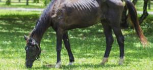 Refeeding the Starved Horse