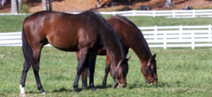 Pasture Adequacy: Are Your Fields Doing Their Job?