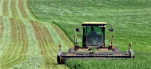 Rhizoma Peanut Hay for Horses