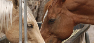 Aged Horses: Digestion of Grain and Hay