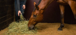 Hay for Horses: A Question of Quality