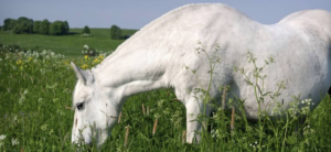 Considerations for Old and Overweight Horses