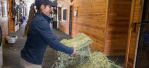 How Much Hay To Feed Horses