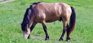 Toxic Plants for Horses: Meadow Saffron