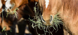 Managing Equine Asthma