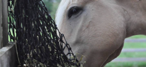 What Is the Effect of Restricted Hay Intake Before Exercise in Horses?