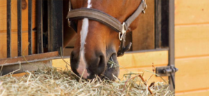 Hay: The Favorite Lunch Munch for Horses