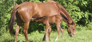 Lactation in Mares: Nutritional Notes