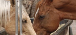 Cost-Conscious Feeding of Horses