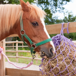 Advantages of Haynets and Hay Feeders for Horses depicts a photo of a horse eating from a haynet