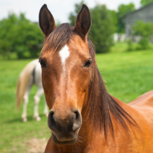 Gastric Ulcers in Horses: Facts and Fallacies