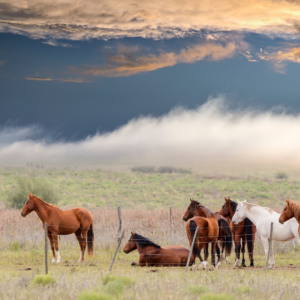 Grazing Behavior in Horses