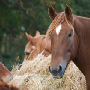 Equine Gastric Ulcer Syndrome: Dietary Management, horse eating hay 