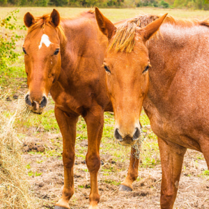 Risk Factors for Squamous vs. Glandular Ulcers in Horses: two horses stand side by side