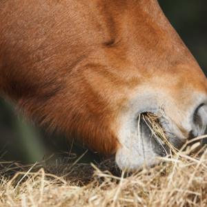 Stereotypies in Horses: New Research: close up of horse eating hay
