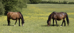 Summer Pasture-Associated Heaves