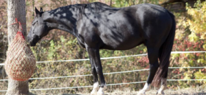 Pros and Cons of Using Haynets: New Information. Photo of a horse eating hay from a haynet