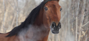Eight Tips for Healthy Horse Lungs