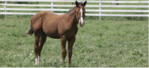 Managing Feed for Weanling and Yearling Horses
: Photo of a young horse standing in a green pasture