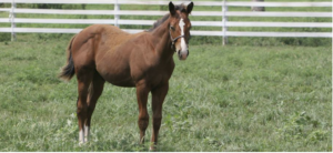 Managing Feed for Weanling and Yearling Horses : Photo of a young horse standing in a green pasture