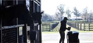 Feedstuffs for Horses: All About Beet Pulp - in the photo a woman feeds her horse in a stall.