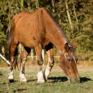 Selecting Forages for Horses Diagnosed with Equine Asthma