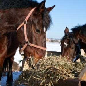 Horses eating hay