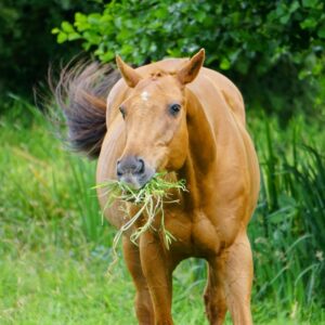 Benefits of Integrating Warm-Season Grasses into Pastures