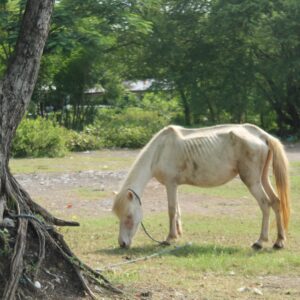 Proceed Carefully: Feeding Neglected Horses - photo of skinny horse
