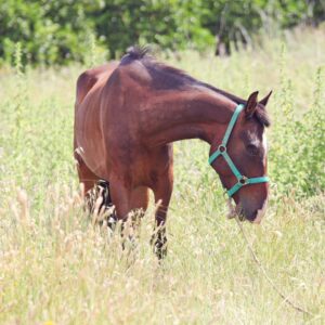 Cushing’s Disease in Horses and Importance of Diet