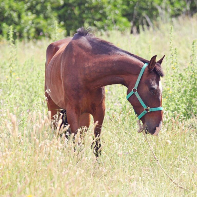 Cushing’s Disease in Horses and Importance of Diet J & J Hay Farms