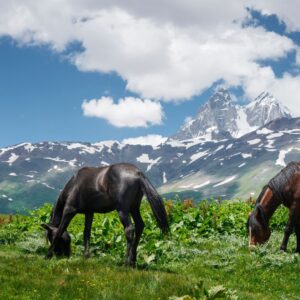 Feeding and Caring for Horses During Cold Weather