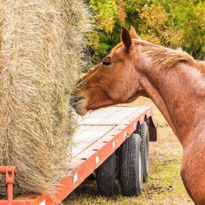 Long-Stem vs. Short-Stem Forages Hay Selection for Horses
