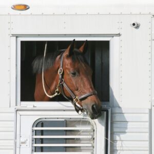 Considerations When Moving Horses to a Different Climate