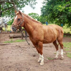 Restricting Forage Intake in Stubbornly Obese Horses