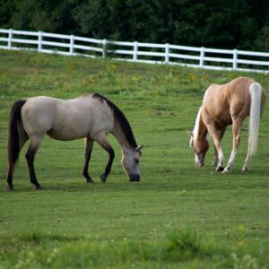 Feed Management Should Mimic Nature