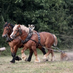 Letting Horses Do the Work