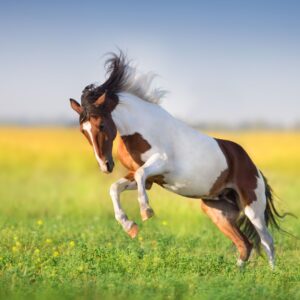 Happy Summer Horse