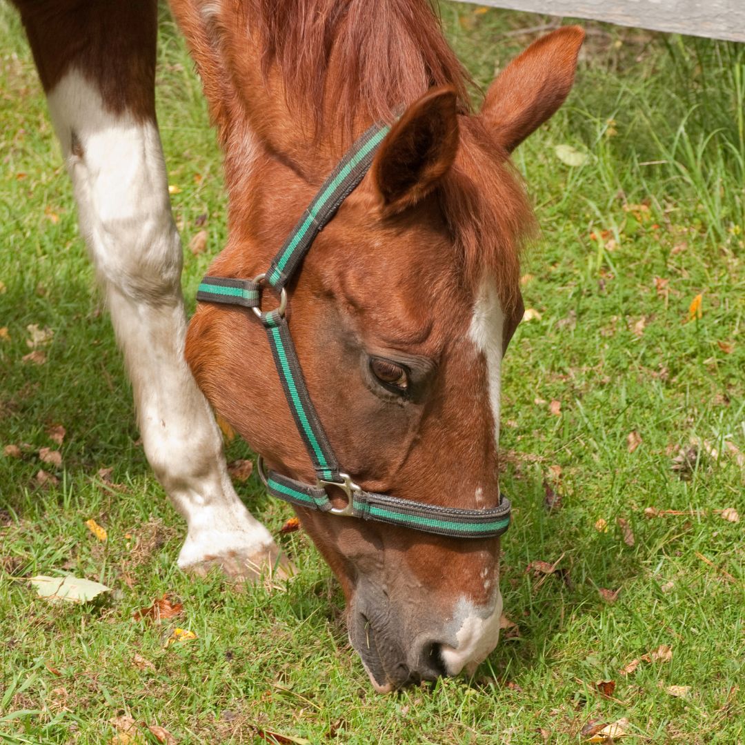 hay old horse eating grass bale