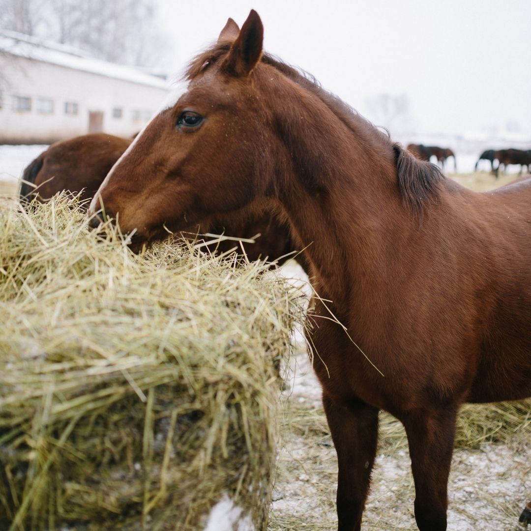 Horse in frosty winter weather