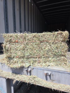 A square bale of Canadian Timothy Hay is pictured, available at our farms in Georgia.