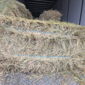 Square bales of teff hay available selection at our hay farm.