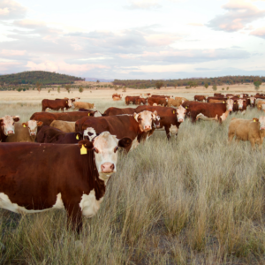 Cattle in Hay Field, they are spotted brown and white cows.