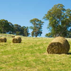 Field of fresh cut hay