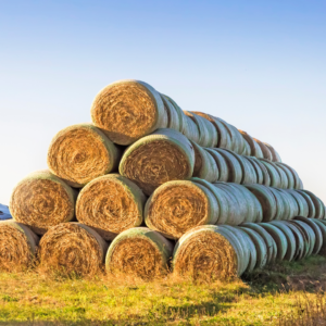 Round bales stacked in fall pasture
