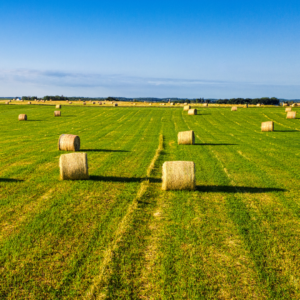 Spring pasture with hay, it's a good time to fertilize your hay fields in march