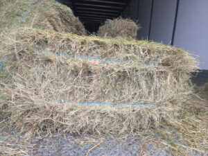 Standard hay bail of Bermuda Hay in Georgia