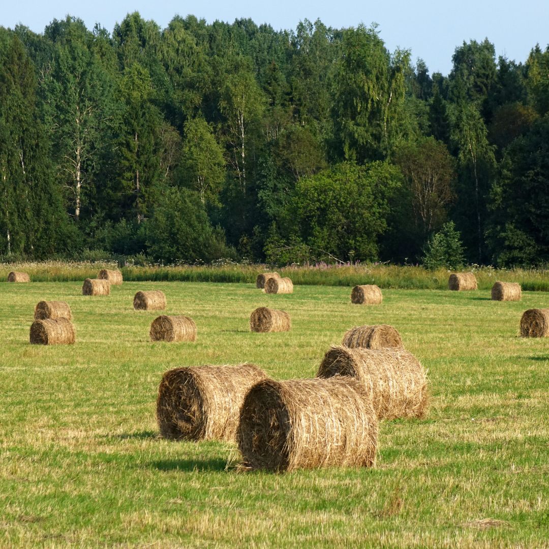 round hay bales in grass pasture